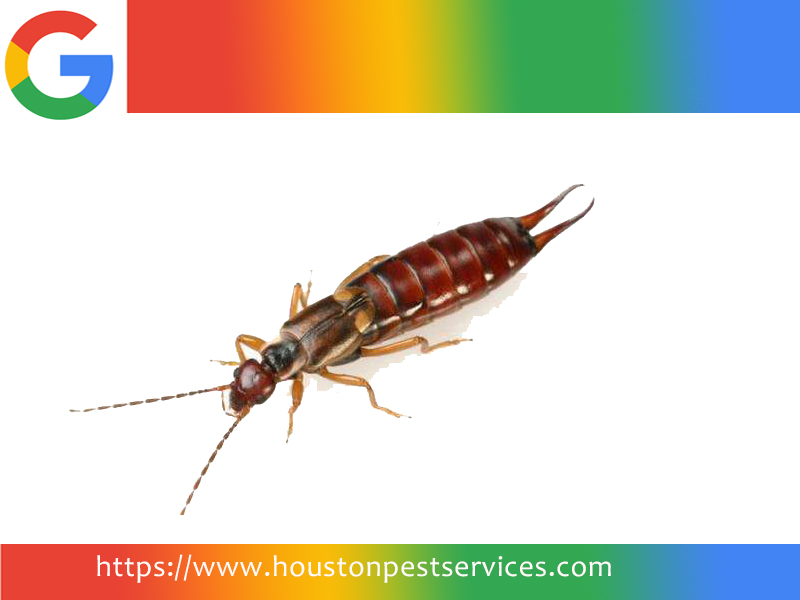 Houston Pest Control | 4430 Brookston St, Houston, TX 77045 | Phone: (346) 575-3179